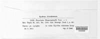 Puccinia chaerophylli image